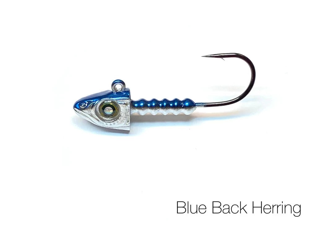 Blue Back Herring