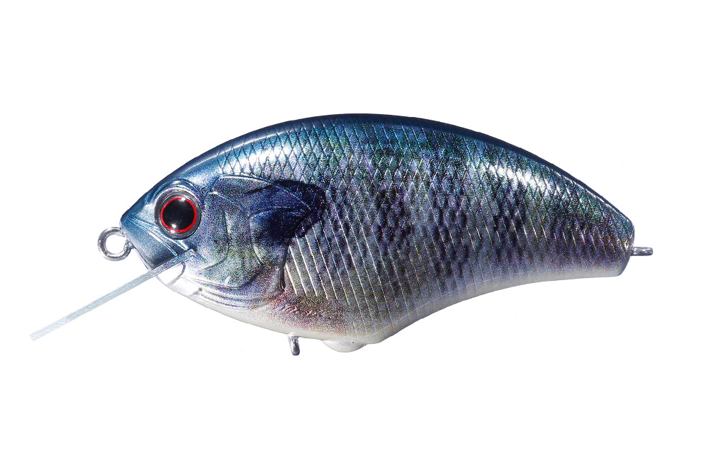 Real Blue Gill